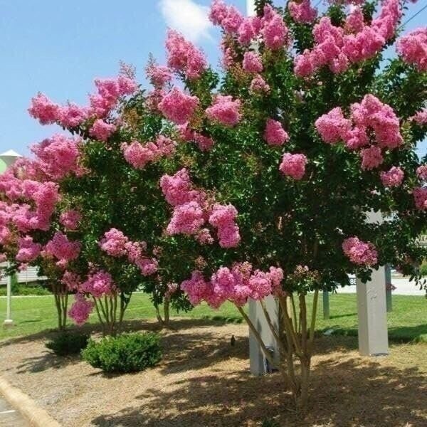 Crape Myrtle Pink Velour | 2 Inch | Lagerstroemia indica | Summer Blooms