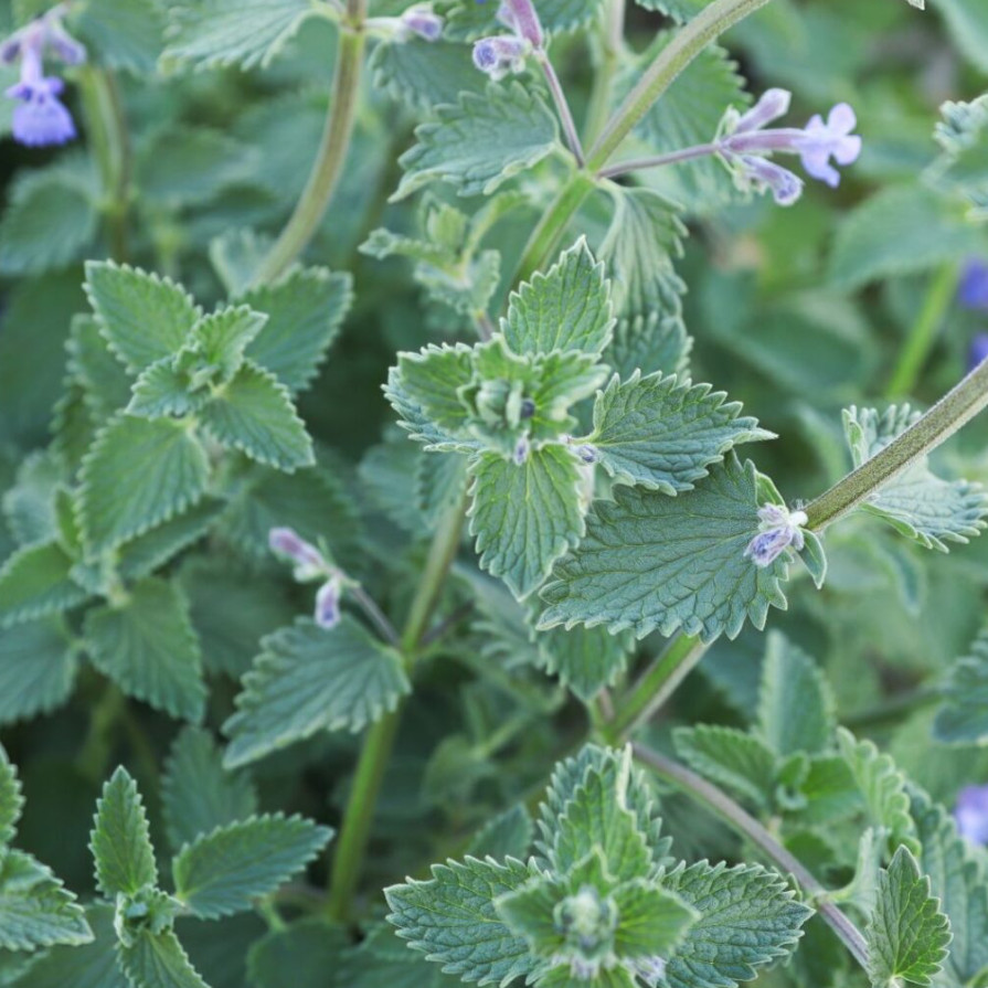 3 Live Catnip Plants – 3–6″ Tall – Grass Herb – Fast Growing – Ships No Pot