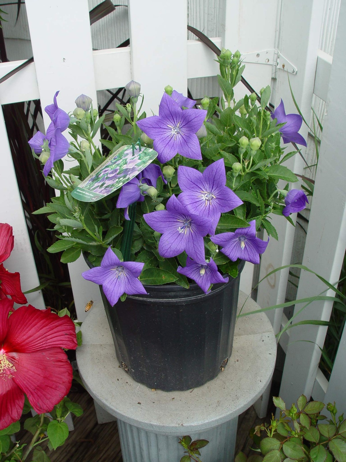 Blue Balloon Flower Perennial Platycodon Grandiflorus, 1Size Container