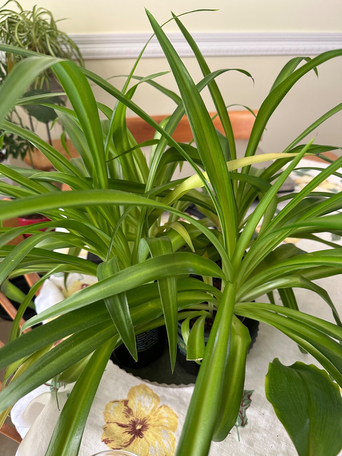 Hawaiian Spider Plant Chlorophytum comosum ‘Vittatum’, 3″ Pot