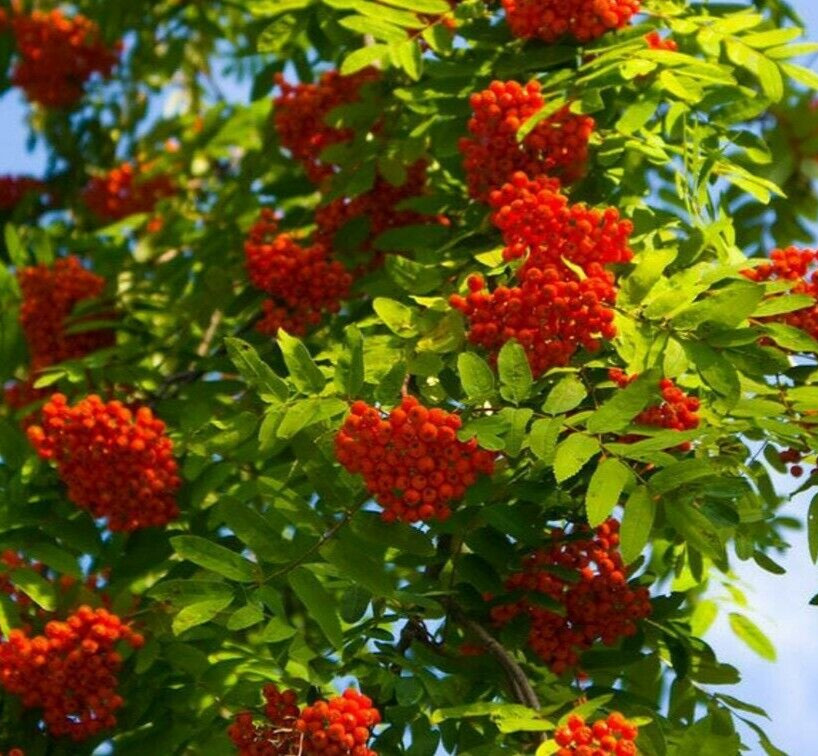 European Mountain Ash Tree – 24-36″ Tall Live Bareroot Plant – Sorbus aucuparia