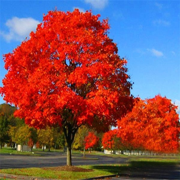 Live Red Oak Tree Seedlings 1-4 yo 6″-40″+ Tall Cold Hardy & Well Rooted Plant