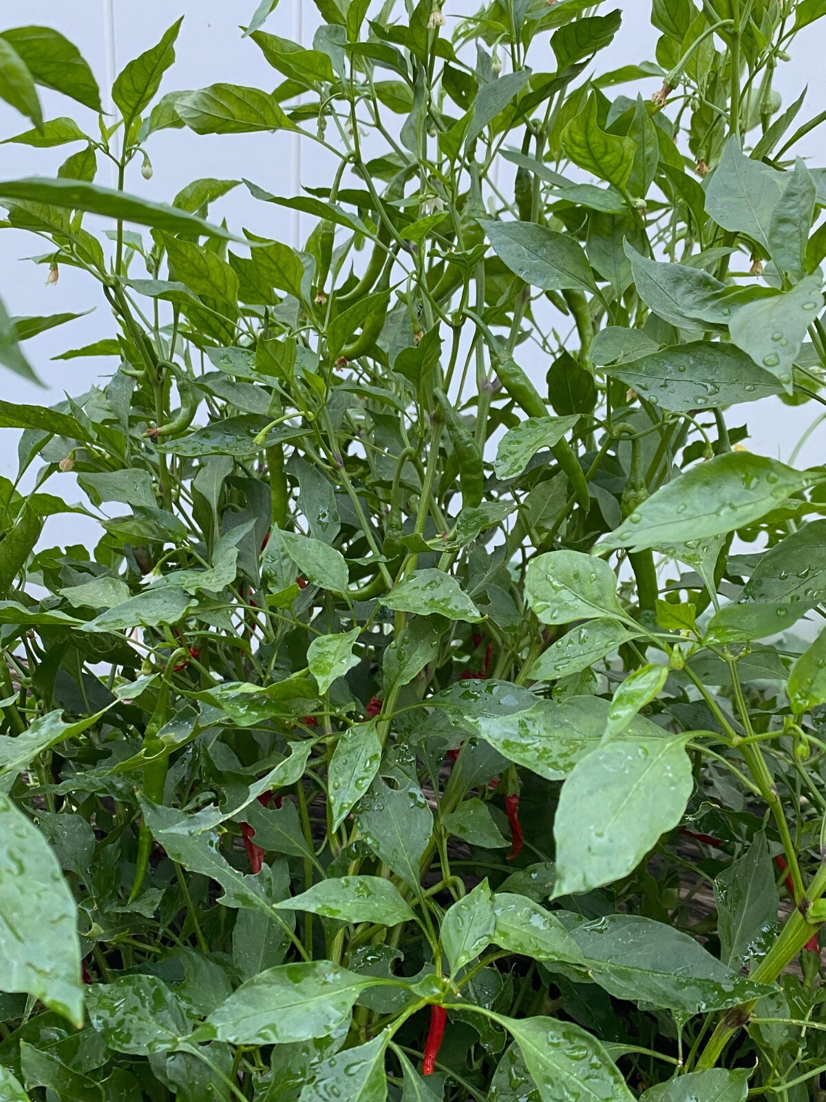 RARE✿ Heirloom Ring of Fire Hot Pepper 15 Seeds ●