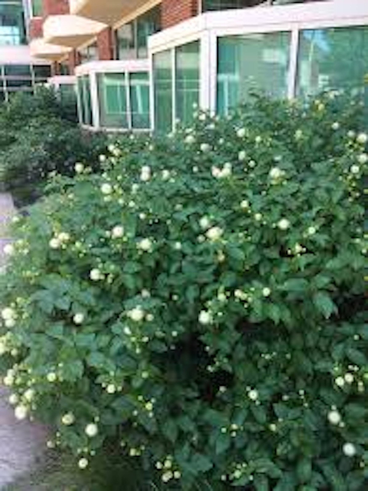 1 Buttonbush Plant 12-24″ Tall Bare Root Shrub Cephalanthus occidentalis