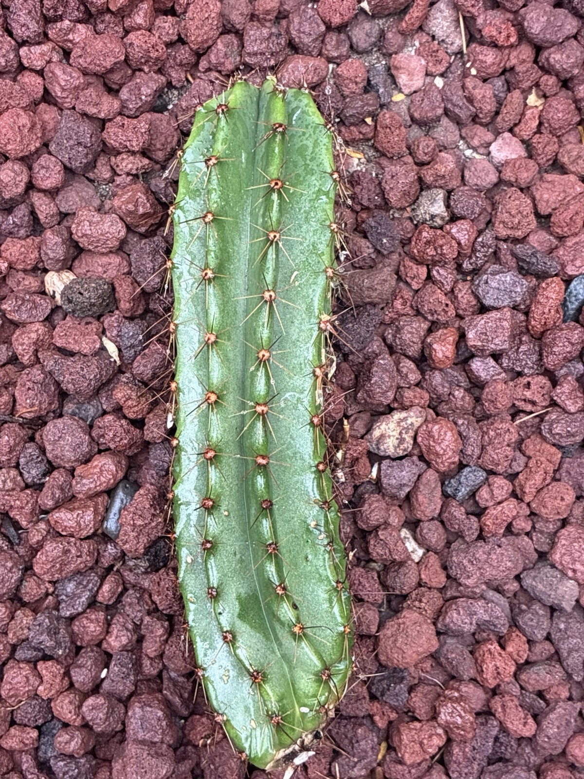 Stenocereus Queretaroensis Rooted Cactus Cutting