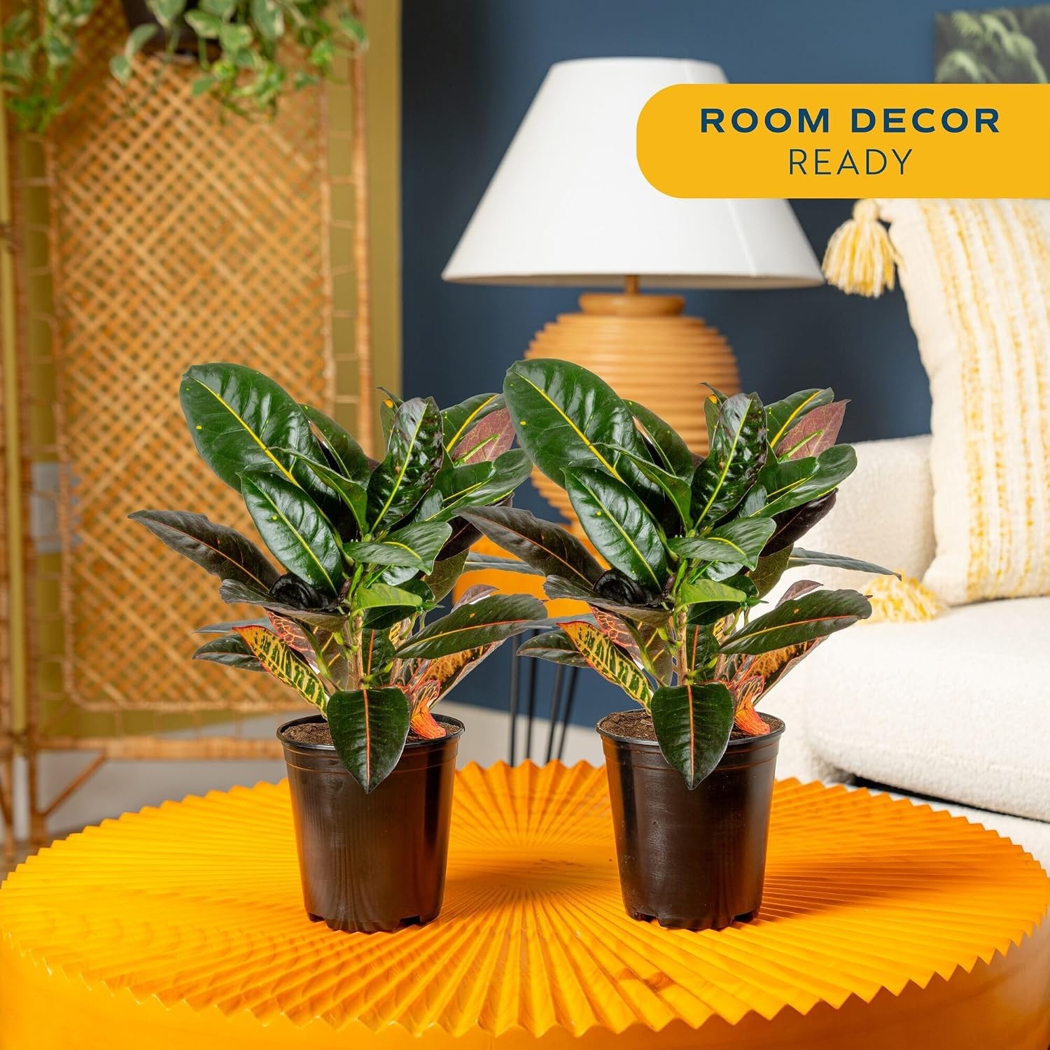 Costa Farms Croton Petra Live Plants (Pack of 2), Indoor Outdoor Houseplants Pot