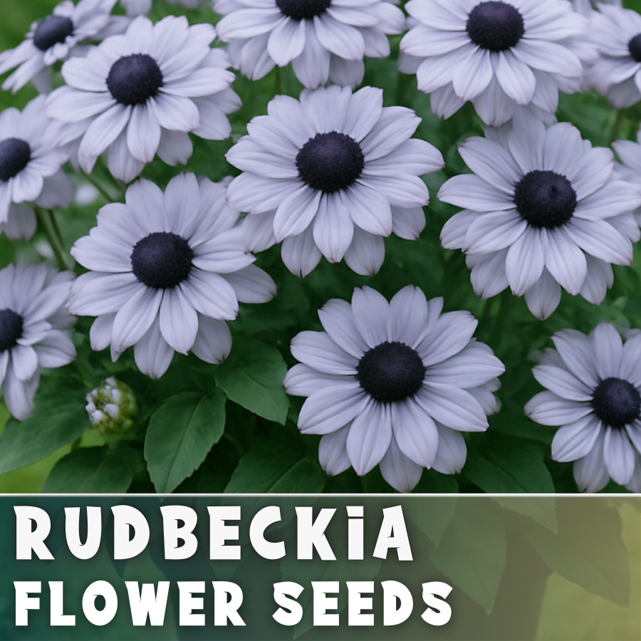 Moonlit Rudbeckia Seeds 125+ Seeds Annual Flower Seeds Garden
