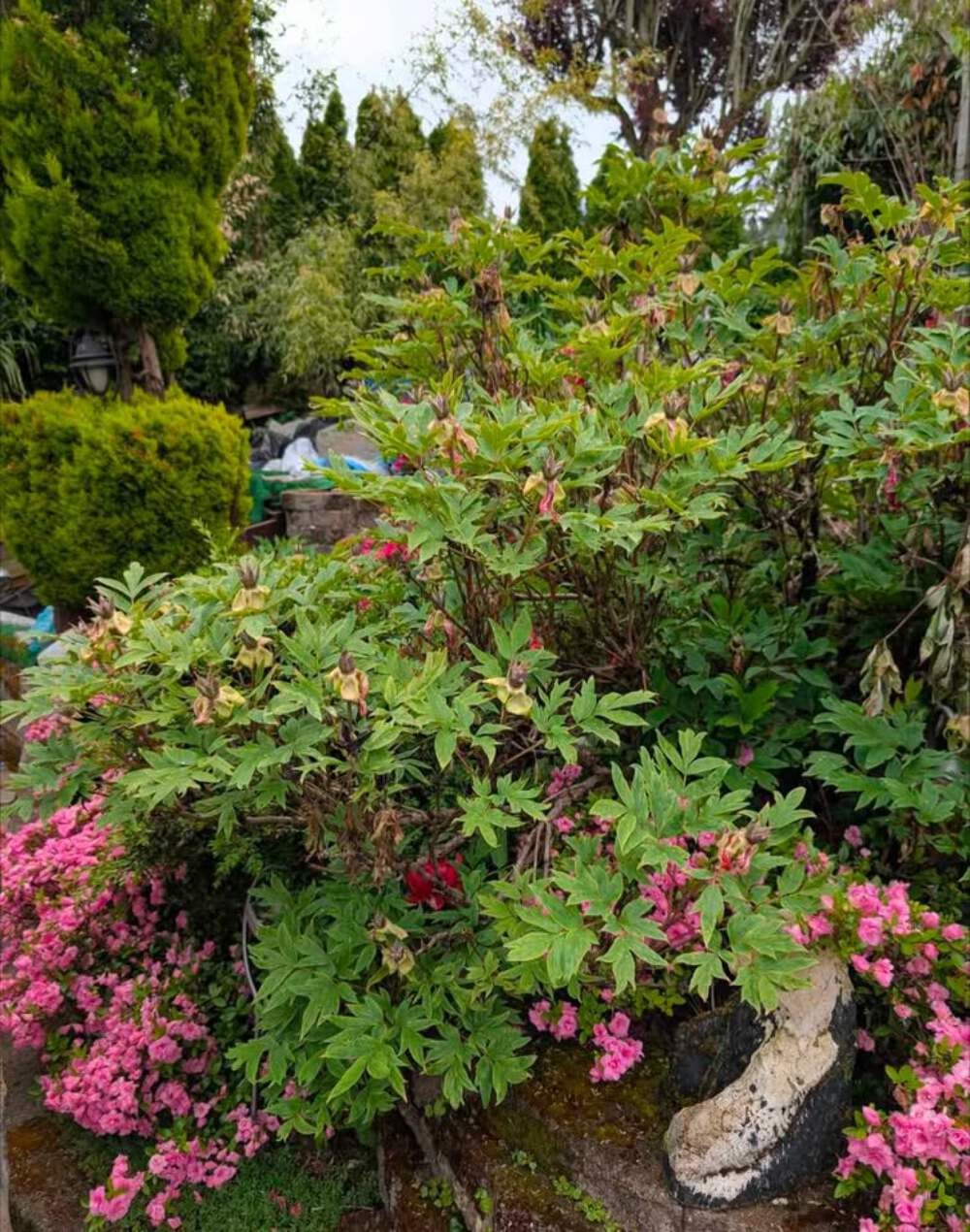 “Golden pavilion” large flower Japanese tree peony
