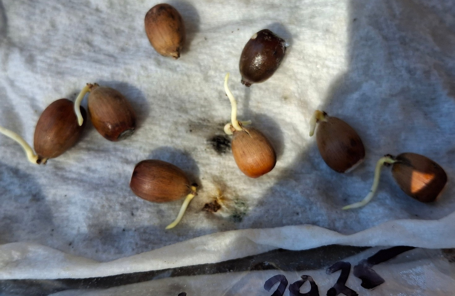 20 count Emory Oak Acorns Fresh July 2025 Hand Picked for Sprouting