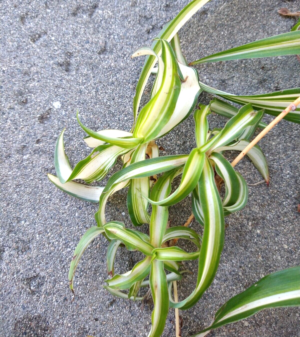 Lot 15 SPIDER PLANT cuttings young roots * Chlorophytum Comosum