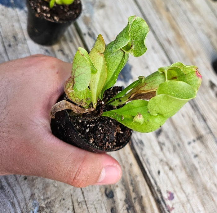 1 potted live purple pitcher plant (Sarracenia purpurea) In 2″ Pot
