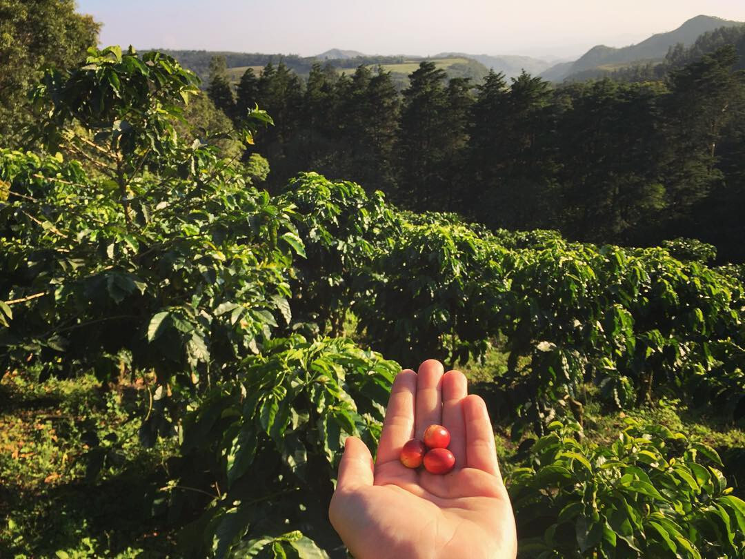 Costa Rican Tres Rios Coffee Bean Tree Seeds (25) / DELICIOUS / Easy