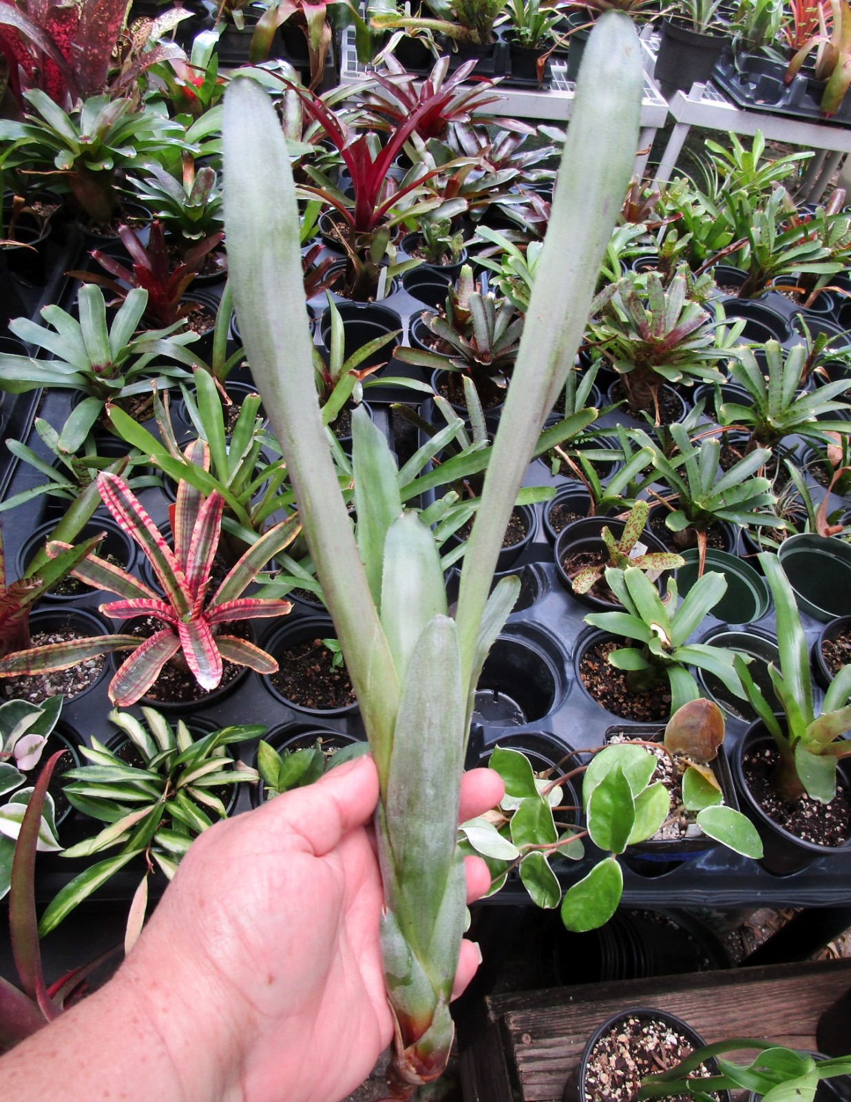 BUY 4 SAVE 15% BROMELIAD Canistrum PICKELII Offset – RARE Find
