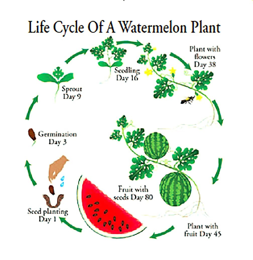 Delicious Tendersweet Orange Watermelon Seeds Produces Watermelons up to 153…