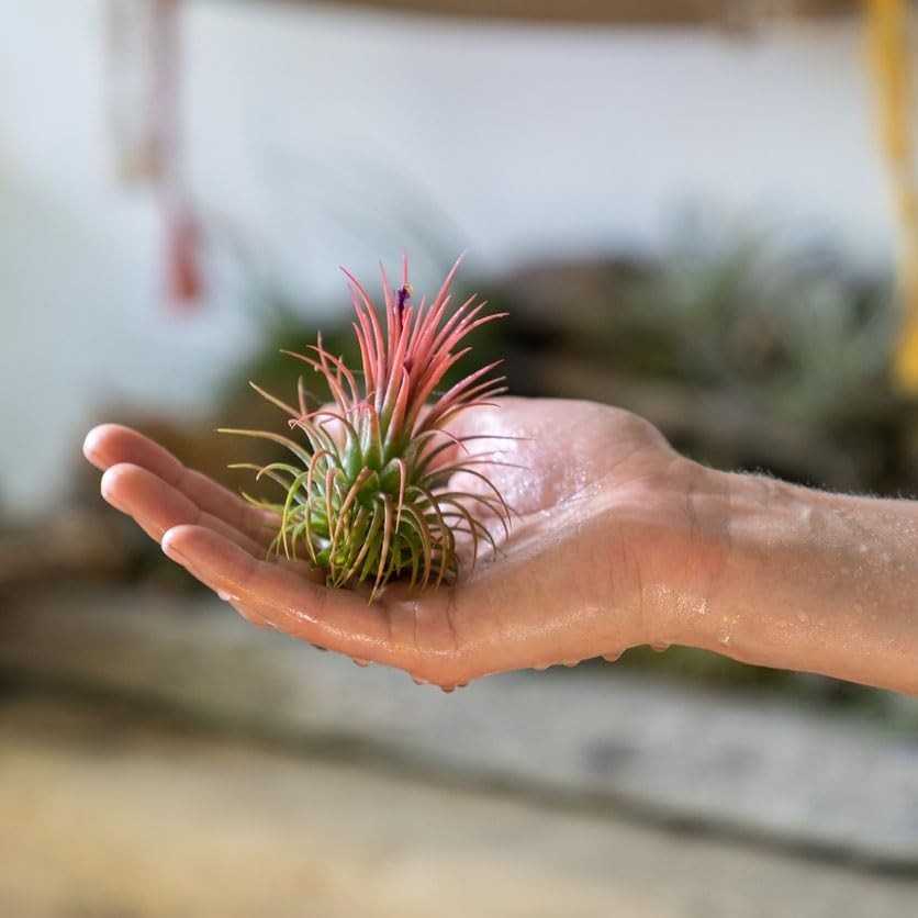 Pack of 12 Ionantha Air Plants – Stunning Assorted Colors Perfect for Any Décor