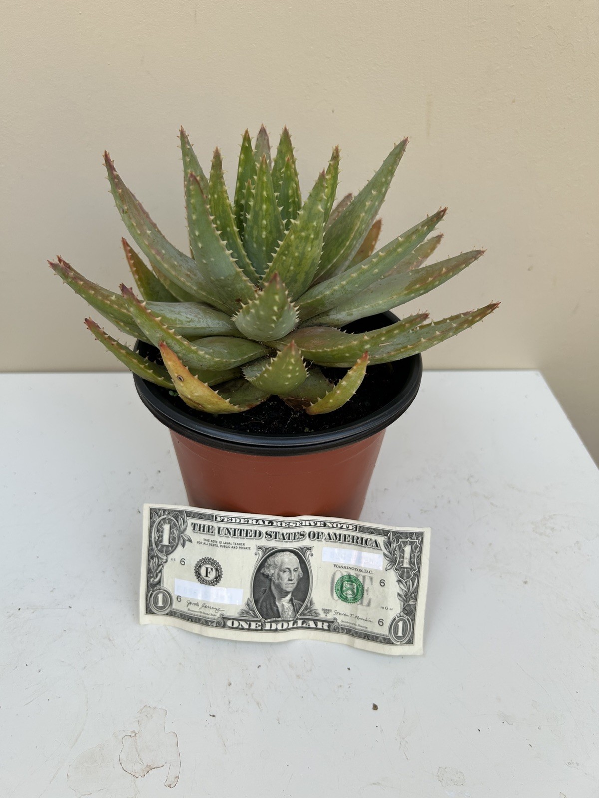 Live Large 10in. Short-Leaf Aloe Blue Aloe Brevifolia ‘Crocodile’ Plant w/roots