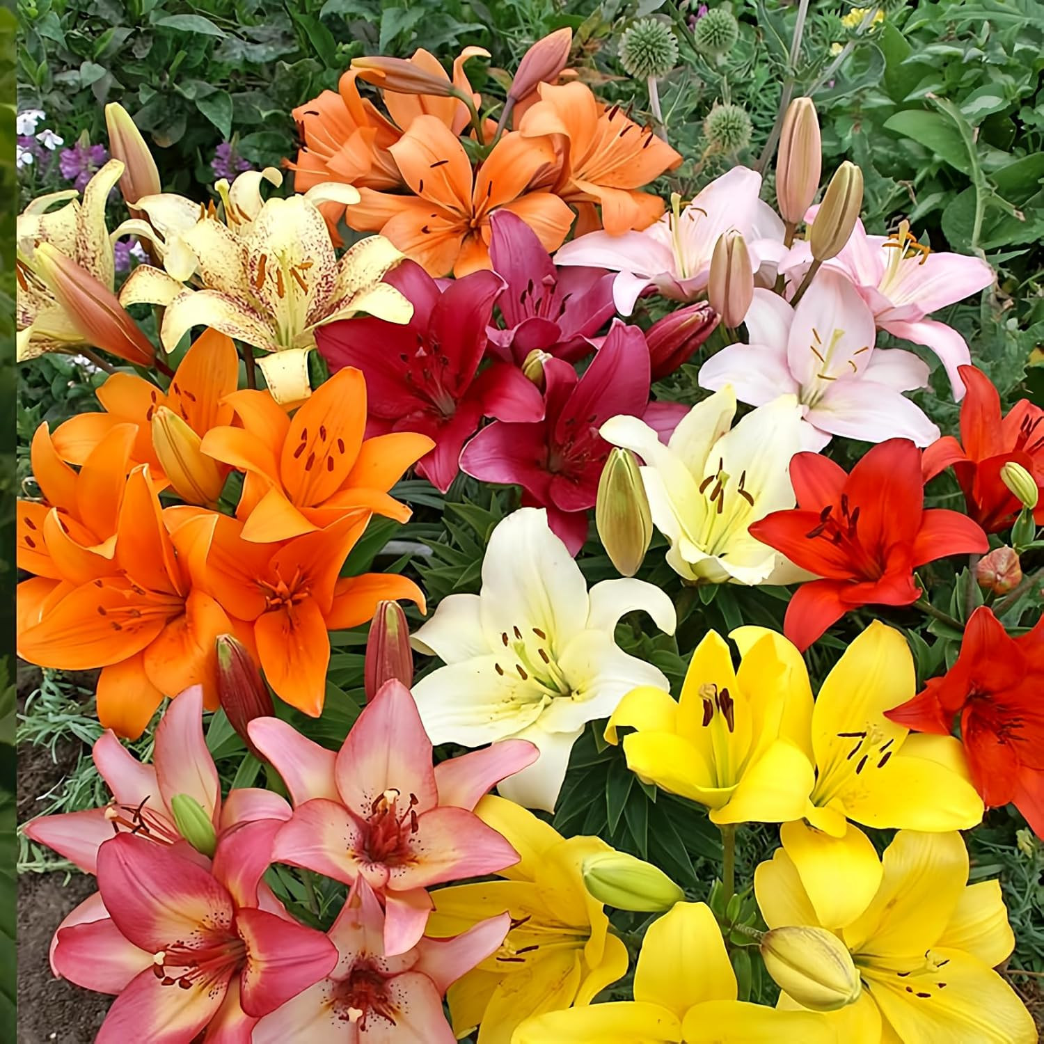 Asiatic Lilies Mix (10 Pack of Bulbs) – Freshly Dug Perennial Lily Flower Bulbs