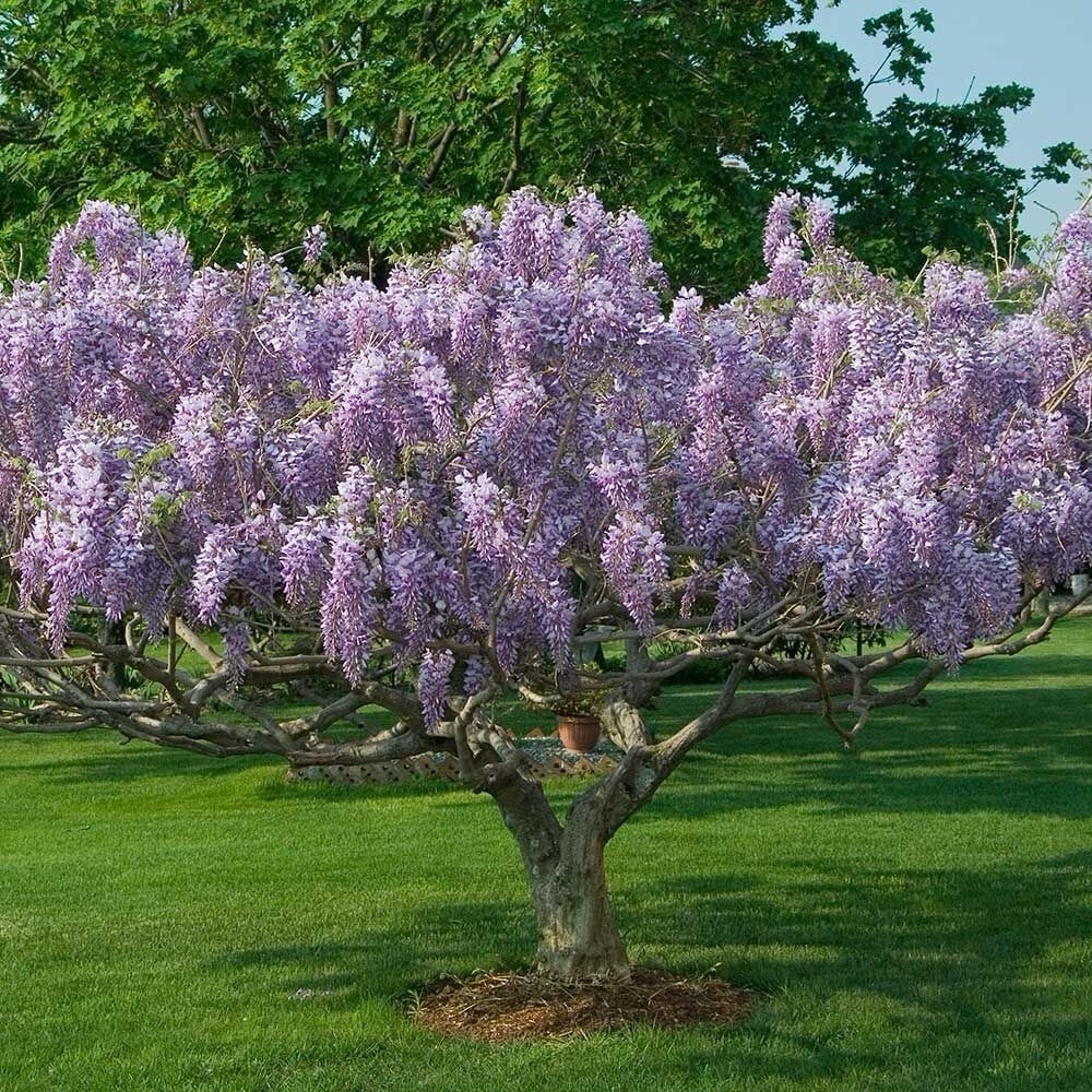 Blue Rain Wisteria seeds, high quality seeds with detailed growing instructions