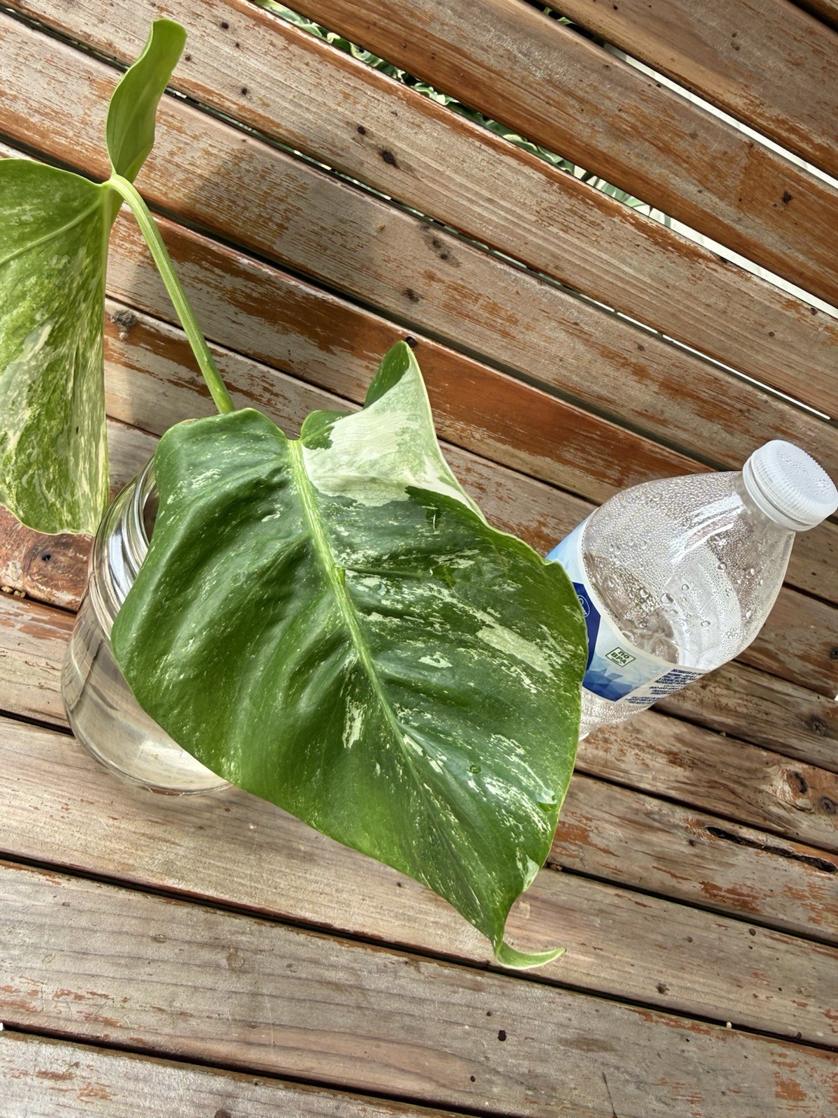 Monstera Albo Borsigiana Medium/low Variegated Cutting Plant 2 Top Cutting