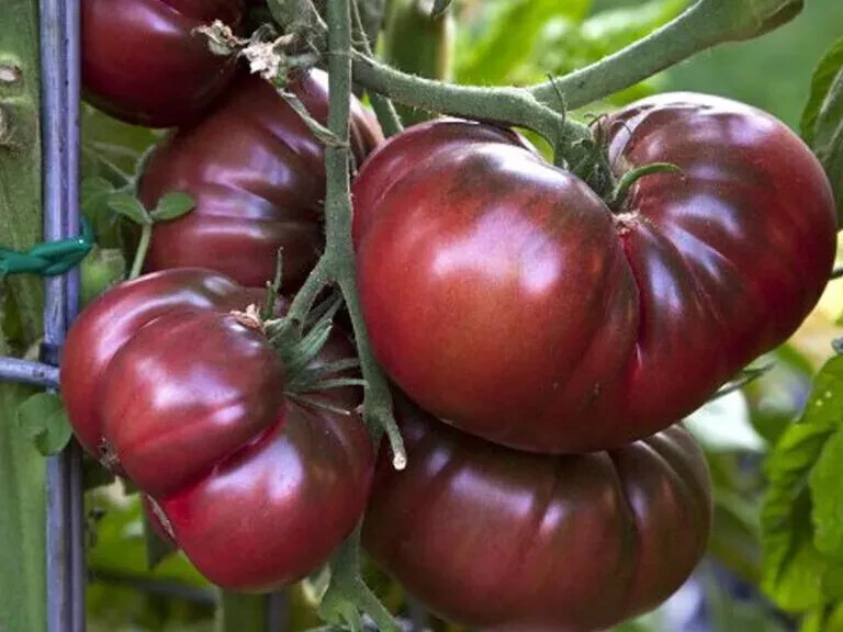 50+BLACK BRANDYWINE TOMATO Seeds Organic Native Heirloom Summer Garden Container