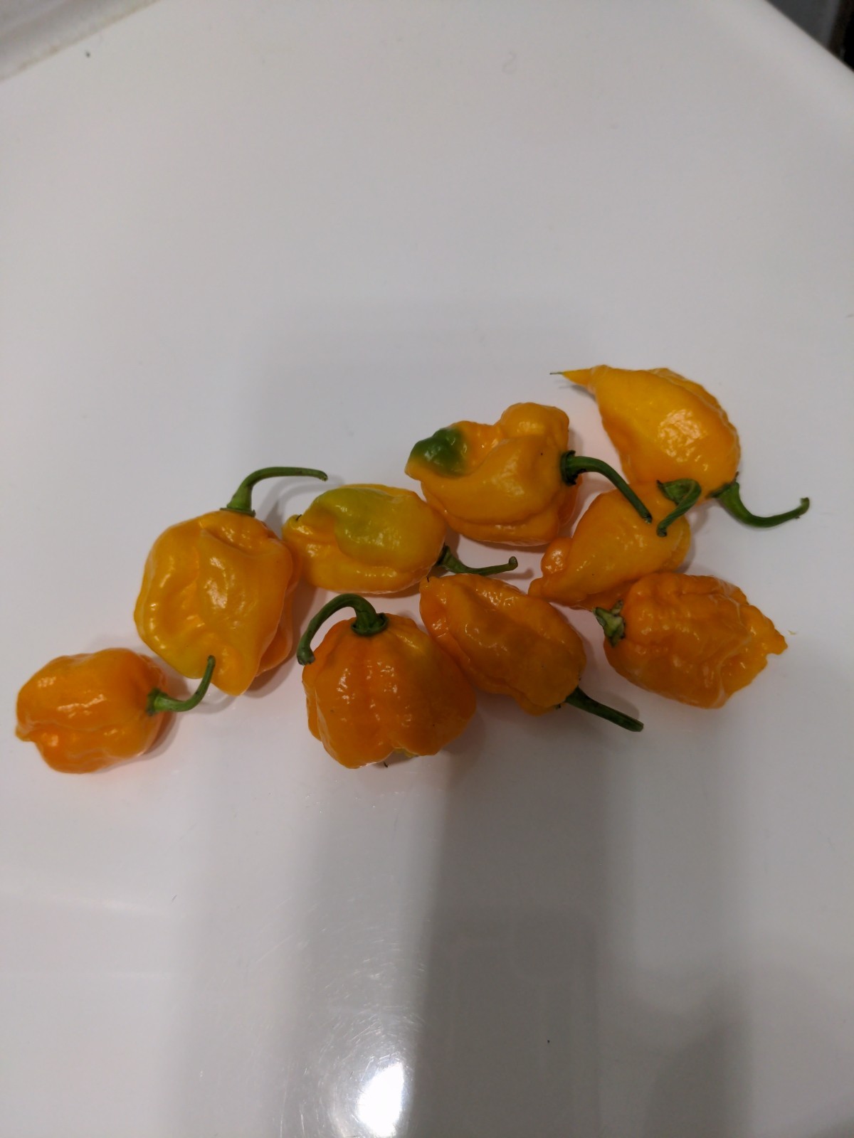 Garden Fresh Yellow carolina reaper pepper