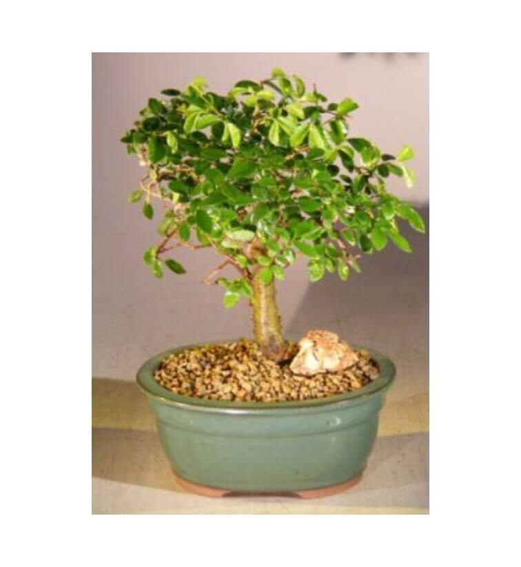 Chinese Elm Bonsai Tree 8″H Indoor Ulmus Parvifolia Aged Straight Trunk Style