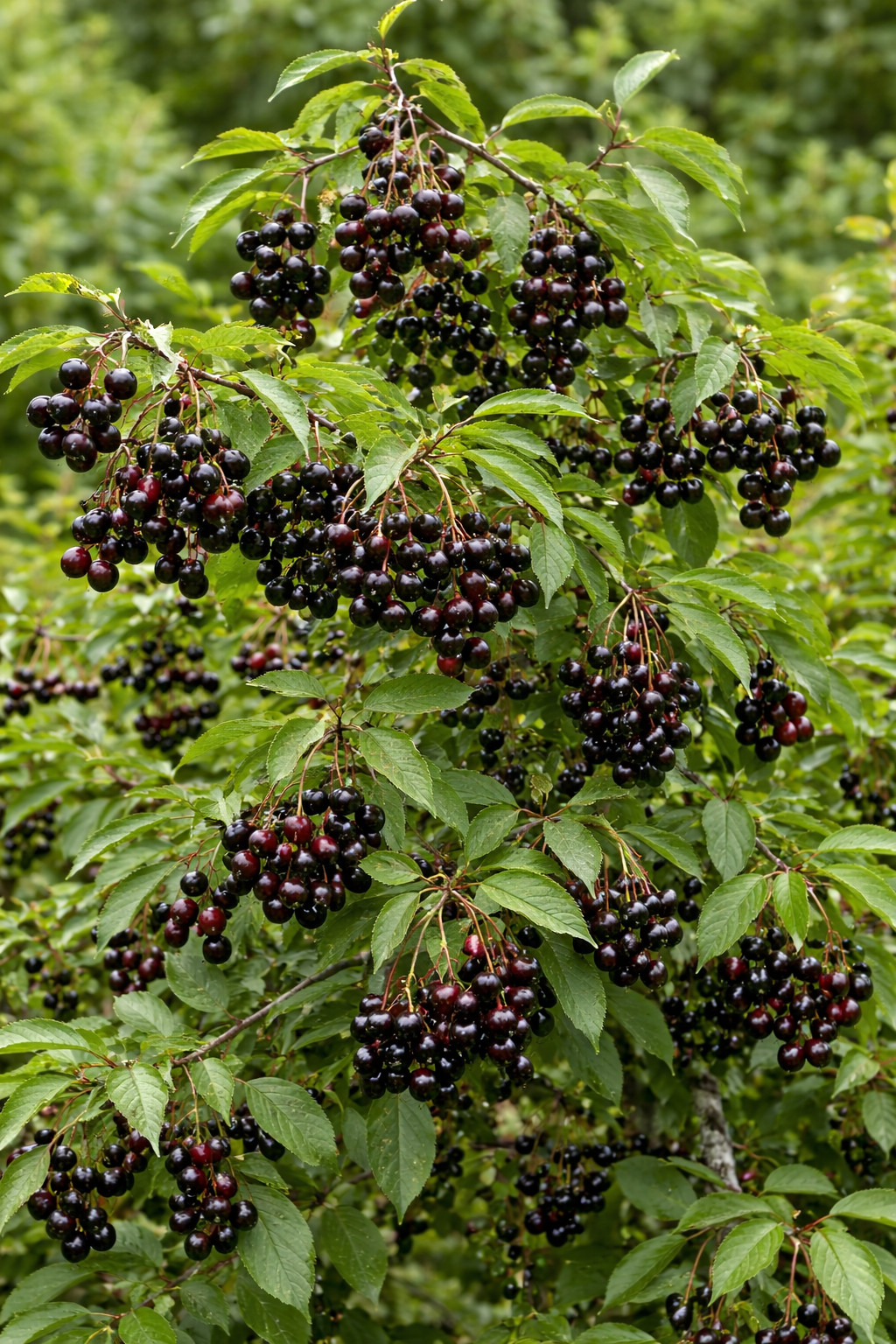 Wild Black Cherry Tree Seedling for Planting, Prunus serotina, (1 Seedling)