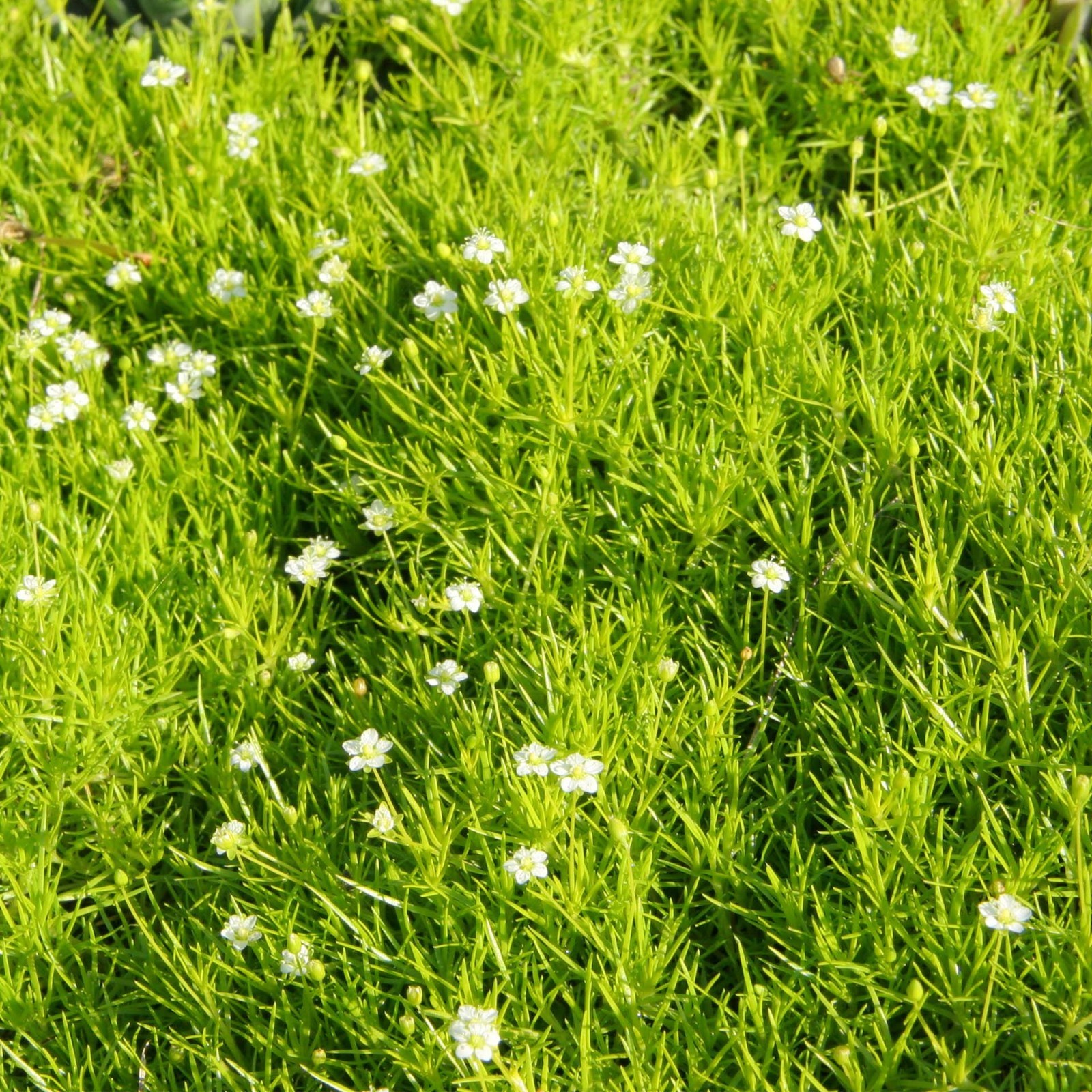 Scottish Moss (Sagina subulata ‘Aurea’) in 2.5” Nursery Cubes, Live Groundcover
