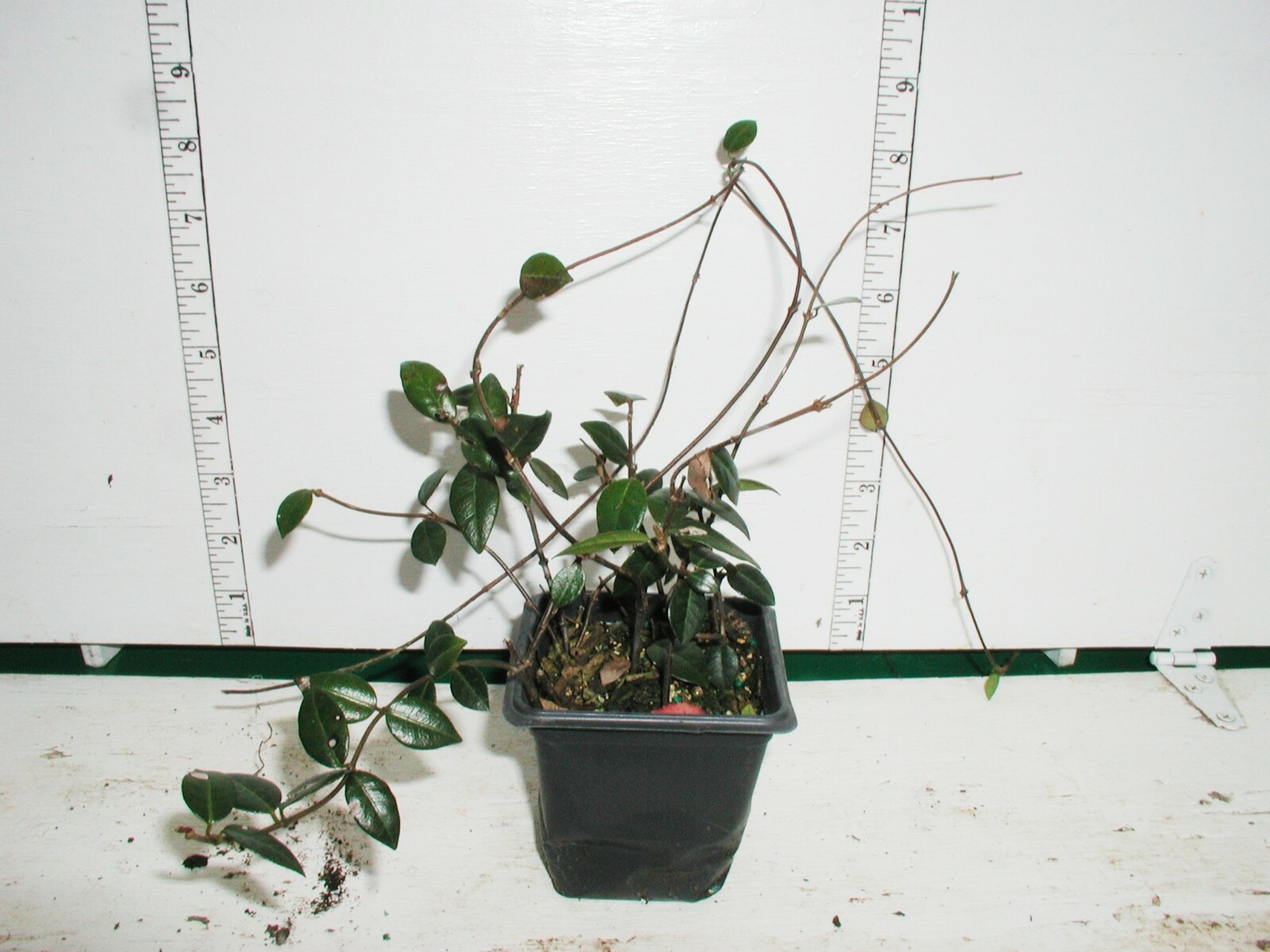 Asiatic Jasmine 40 Plants in 3-1/4 inch Pots