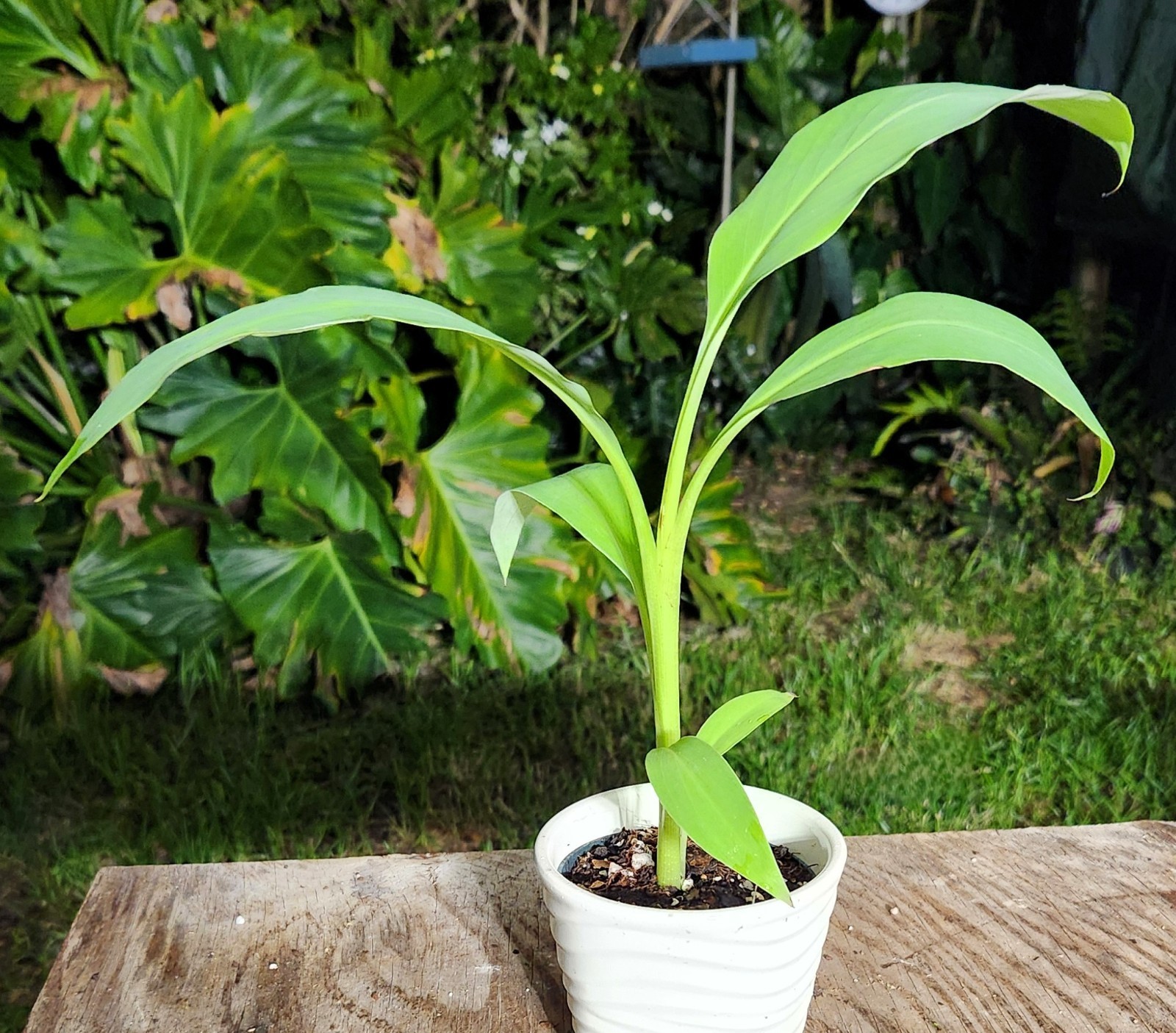 Musa Blue Java “Ice Cream” Banana Plant in 4″ Pot 11″ Tall 14″ Wide