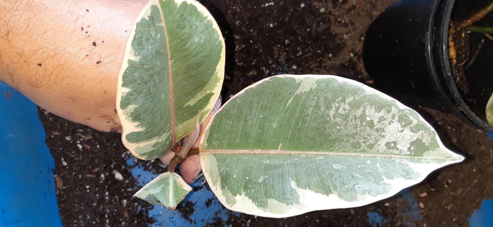 1 Ficus Tineke Live Starter Plant- READ LISTING