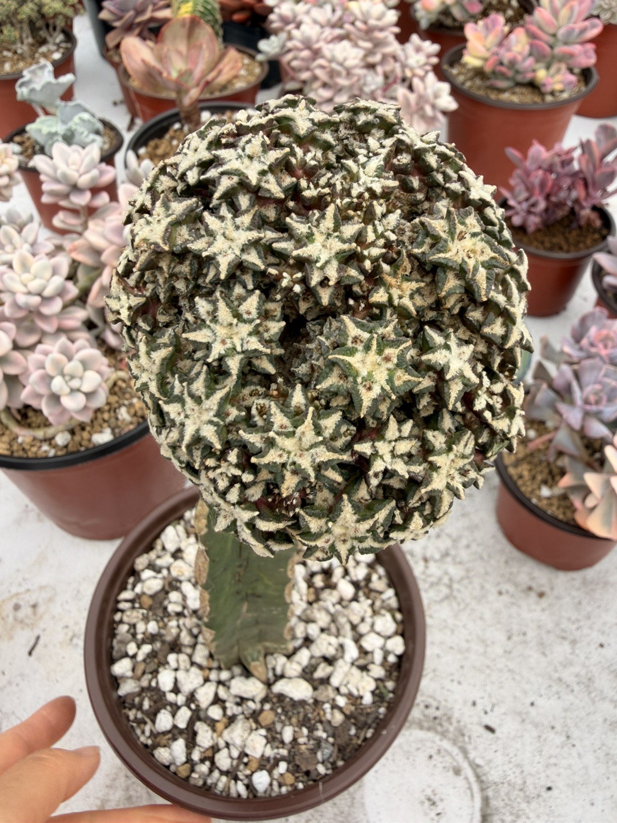 Rare Cactus Grafted