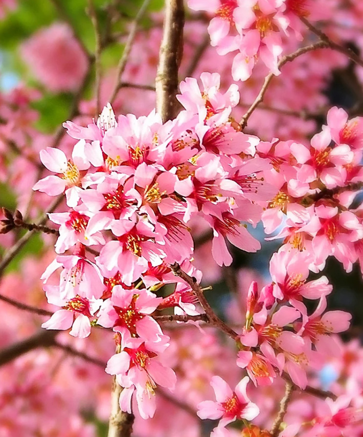 Set of 2 Okame Flowering Cherry Trees – Live Plant in 2.5-Inch Pots (6–12” Tall)