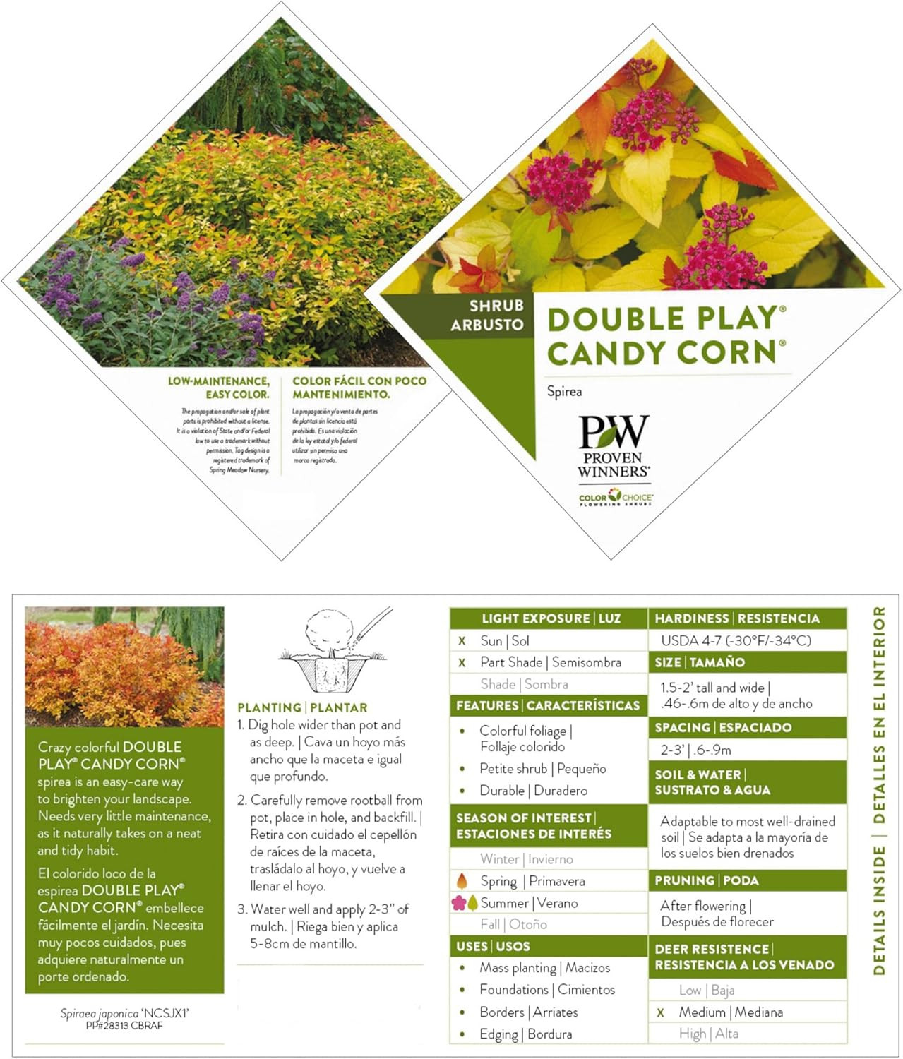 2 Gallon s Spirea Double Play Candy Corn Shrub