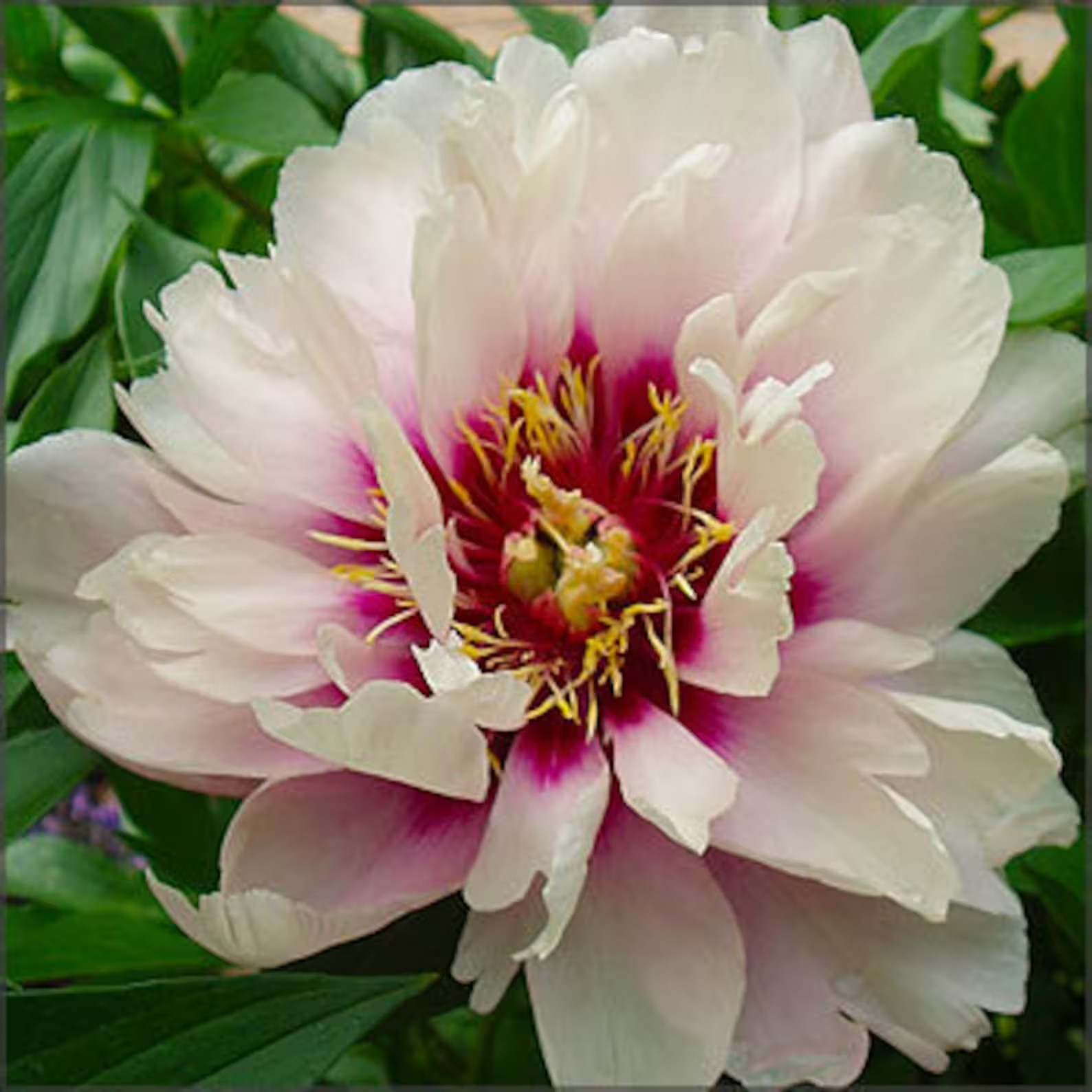 Cora Louise Itoh Bareroot Peony, 2-3 Eye, Great for Fall or Spring Planting!