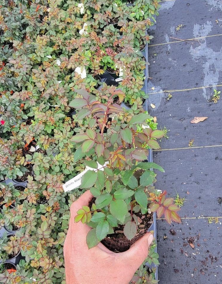 Veranda® White Shrub Rose – Live Plant ( 1 QT ) – Repeat Blooms