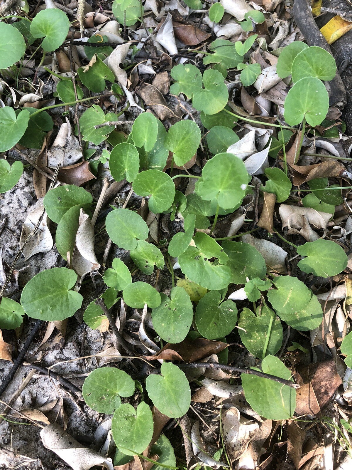 50 Cây Rau Má Đắng US Bitter Pennywort Gotu Kola Centella Asiatica Starter Plant