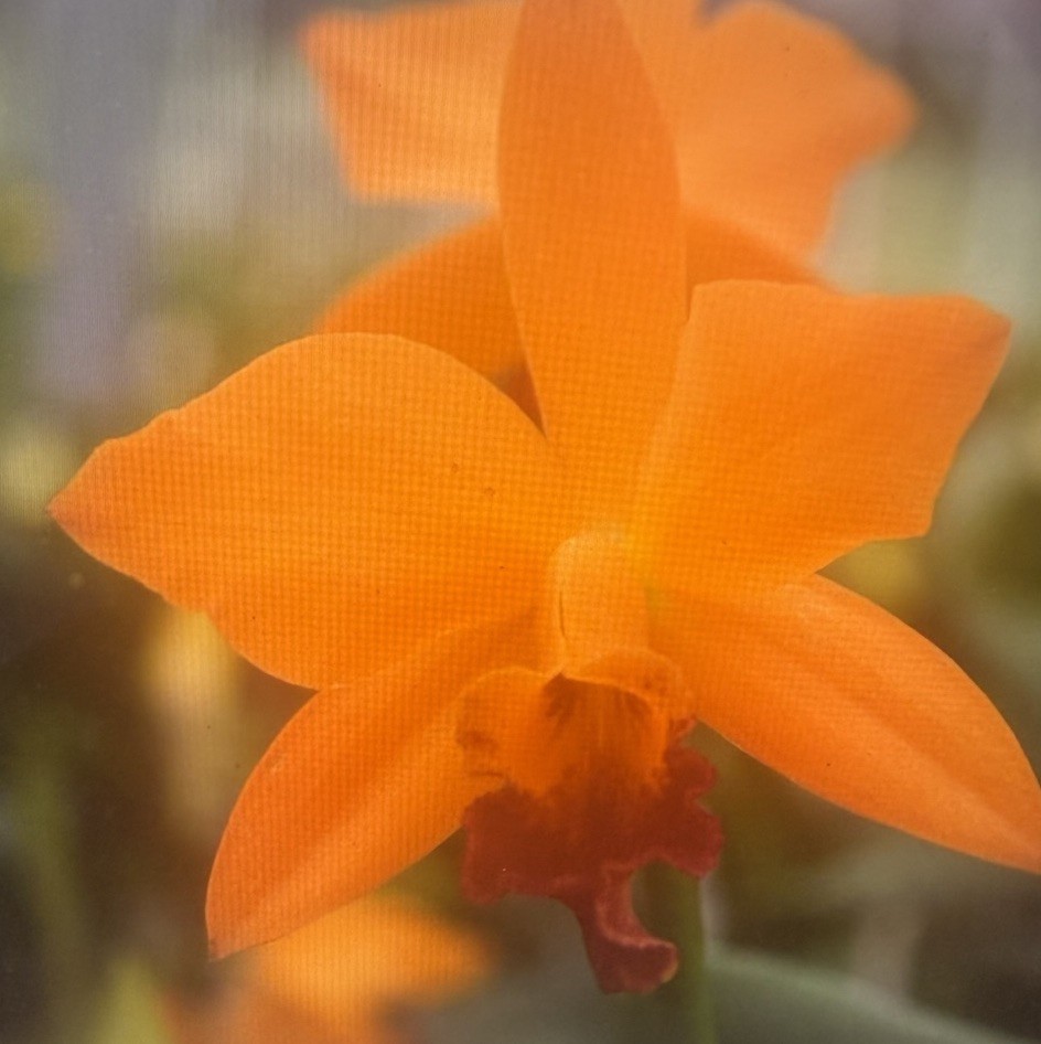 Orchid Plants 5 different 3 in pot w tags bloom size