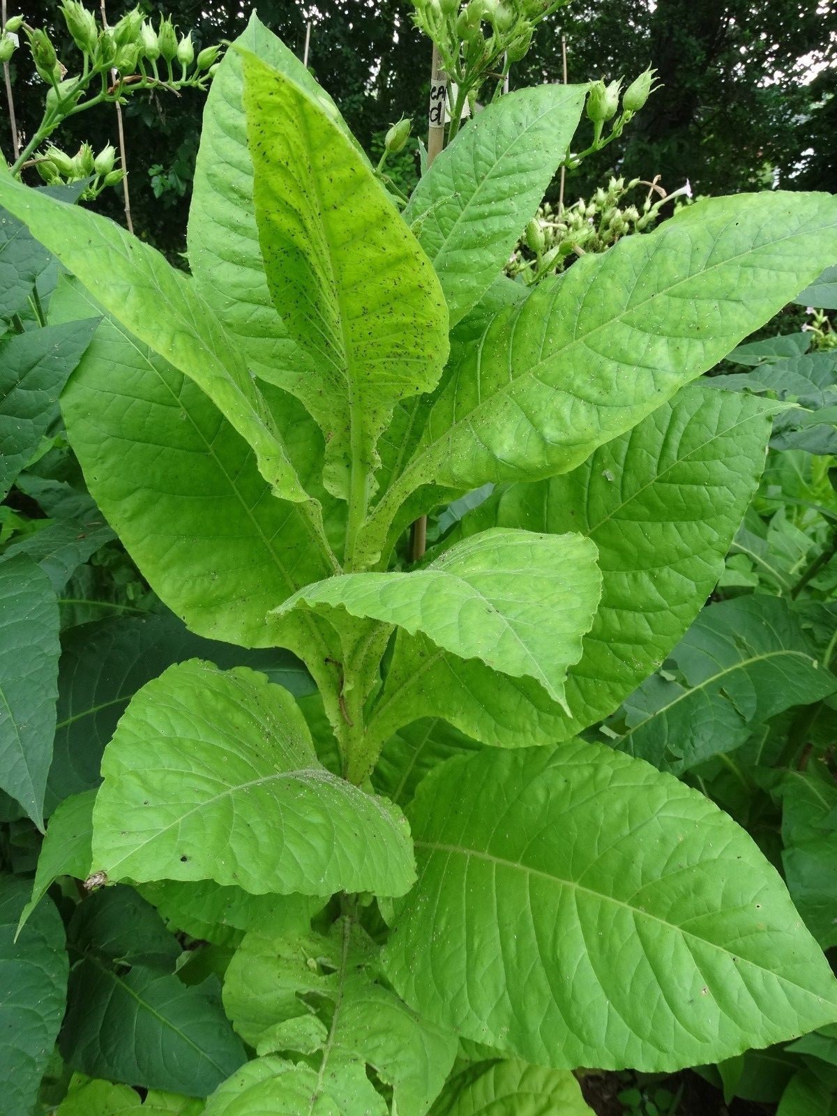 Virginia Gold Tobacco 3000+ seeds Fresh 2023 Crop Growing Instructions Included