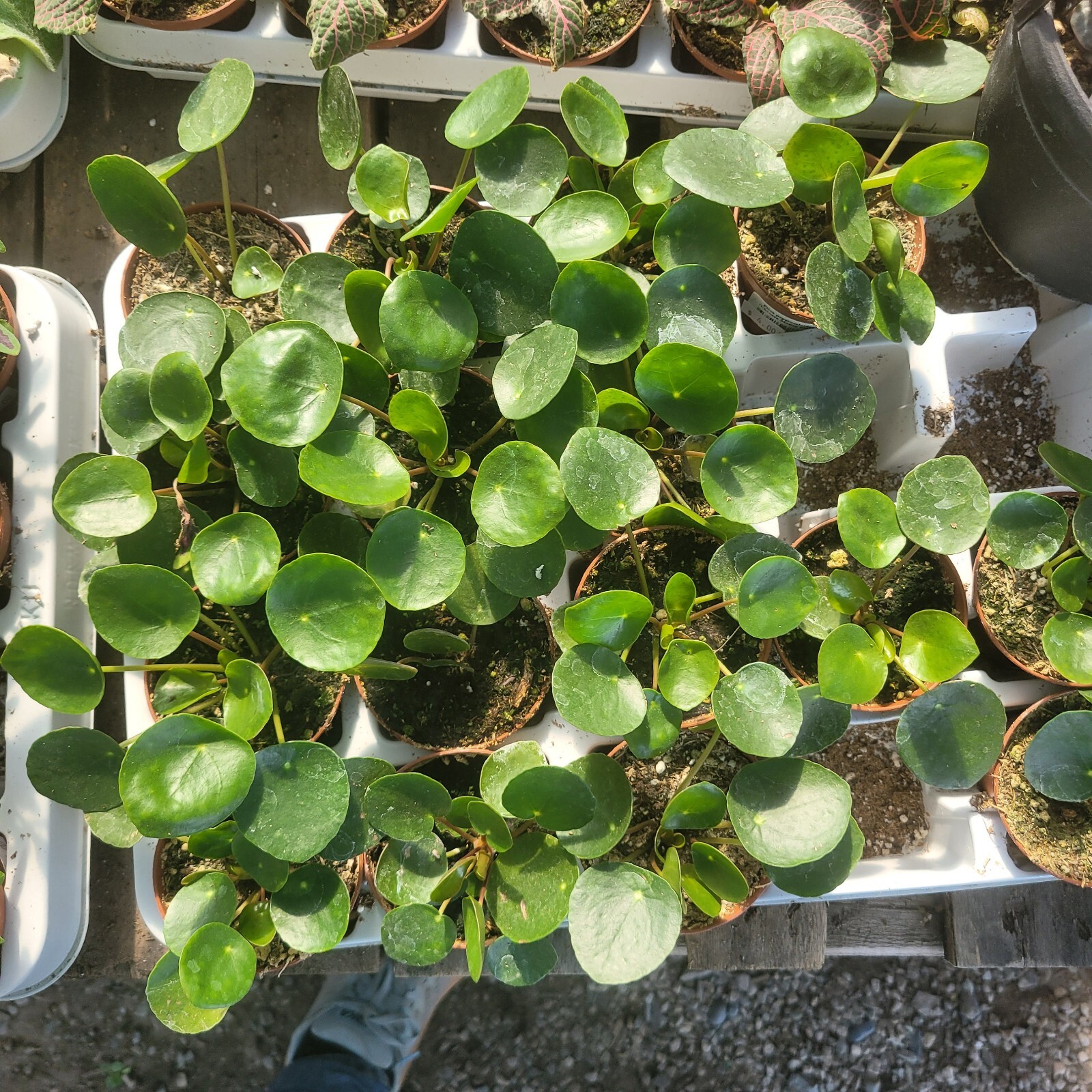 Pilea Peperomioides Chinese Money 4in pot – Chinese Money Plant – UFO Plant