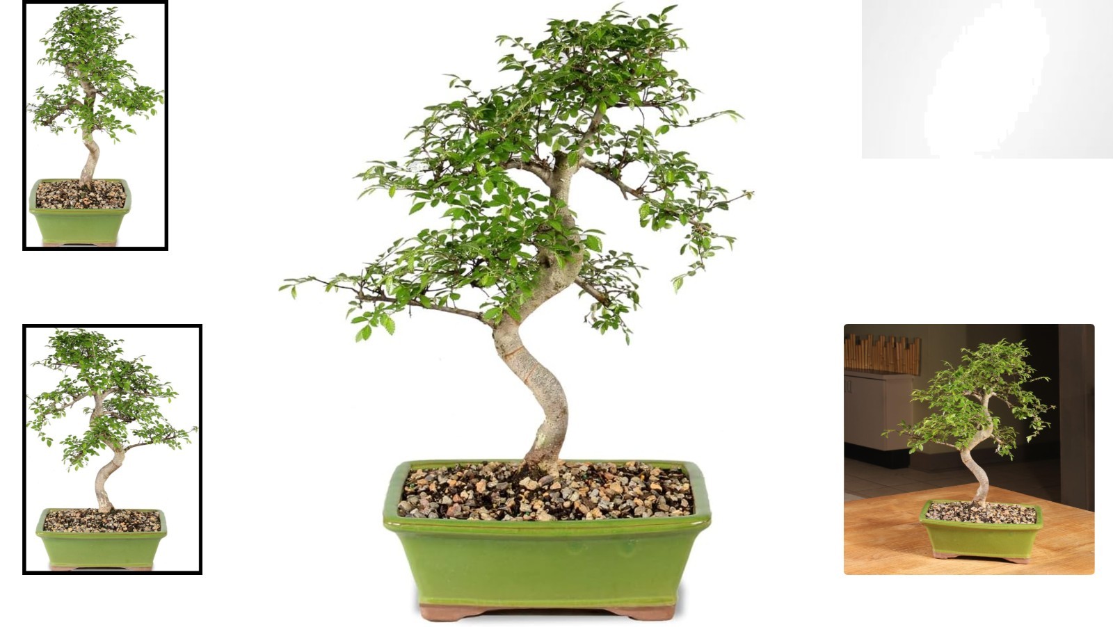 Brussel’s 15–Old Outdoor Chinese Elm Bonsai with Ceramic Pot – 16” High