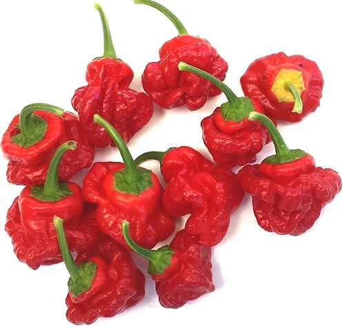 RARE✿ Heirloom Red Scotch Bonnet Hot Pepper 15 Seeds ●Prolific