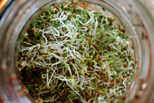 Organic Alfalfa Sprouting Seeds 50,000 seed/ 4 oz Heart Healthy Food !!