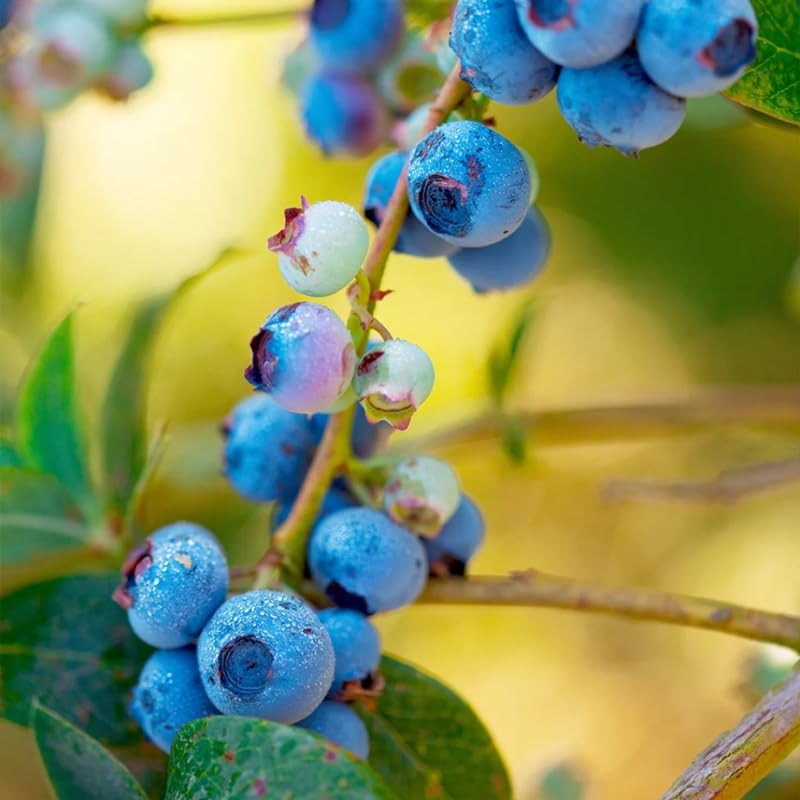2 Biloxi Blueberry Bush Live Plant, Blueberry Plants Live 5-9 Inch Height