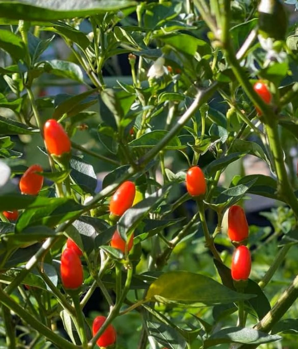 Chile Pequin Pepper –2 Live Plants – Free shipping!!!