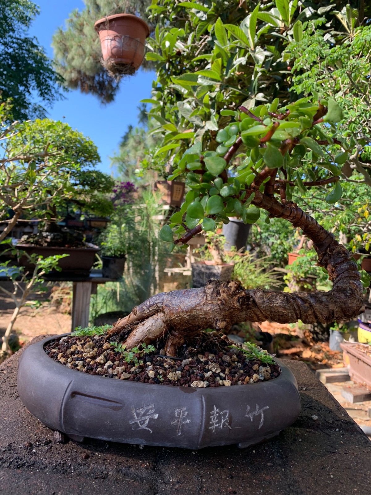 Beautiful Portulacaria Afra Bonsai Tree