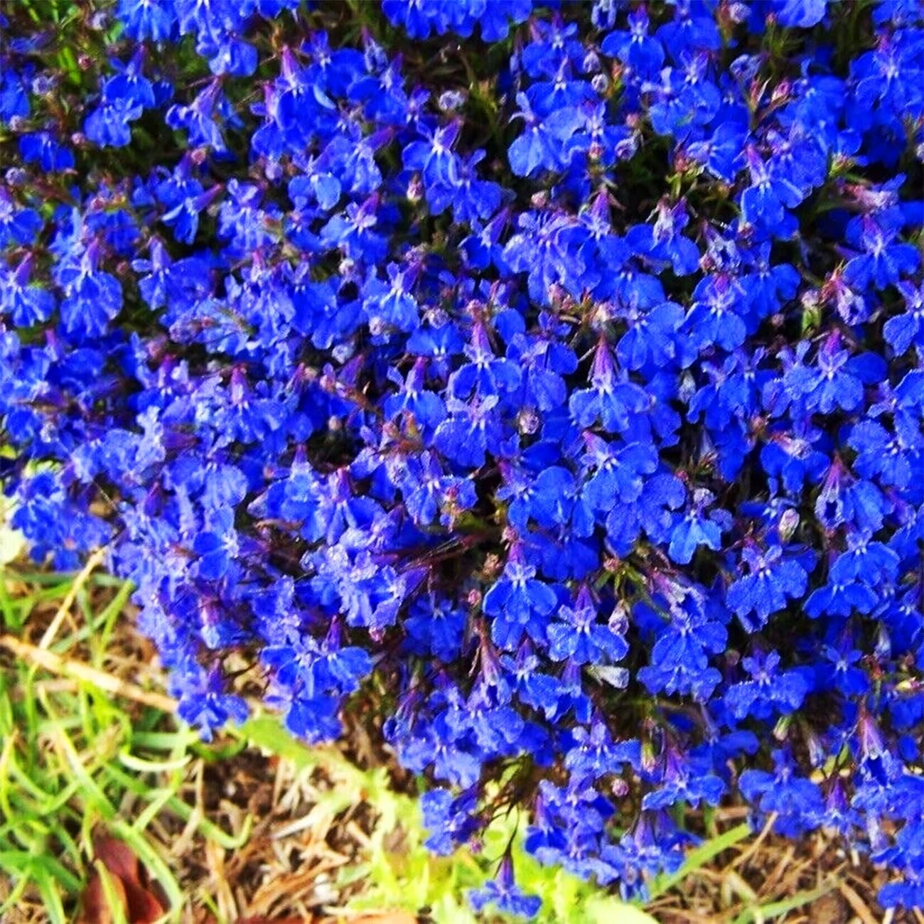 20000+ Magic Blue Creeping Thyme Seeds for Planting Ground Normal, Brown