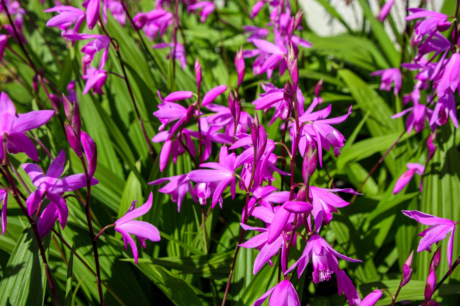 50 Hardy CHINESE GROUND ORCHID Bletilla Striata Purple Flower Seeds
