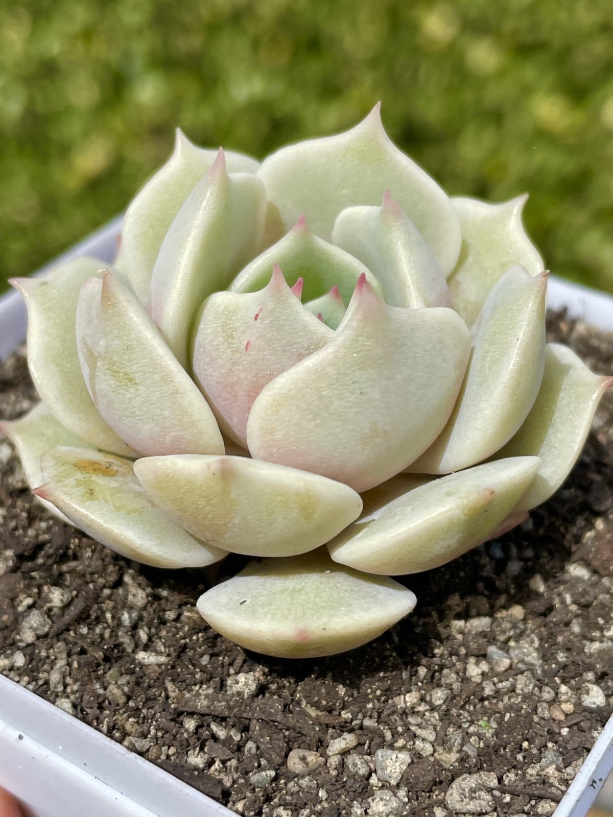 Rare Echeveria Lola Succulent Rooted Live Plant 1-2 Inch Home Decor Gift