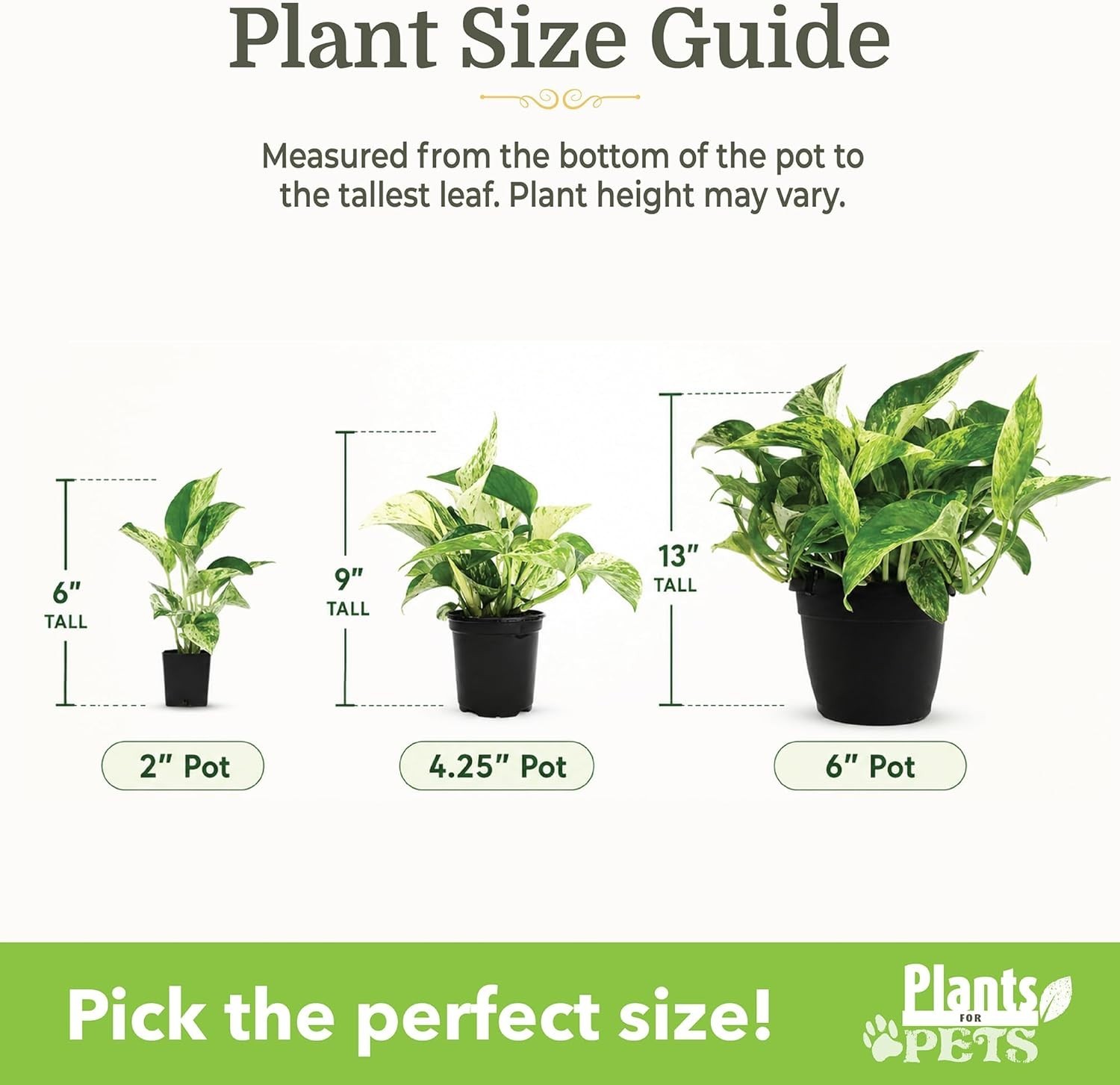Mini Live Houseplants Variety Pack – Set of 12 Indoor Plants